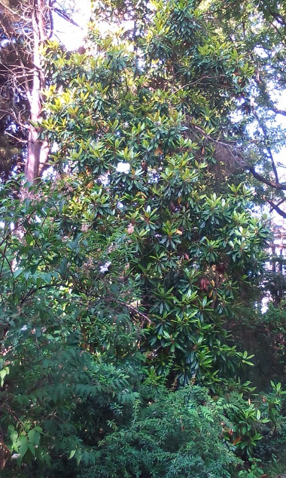 Требуется татуировщик