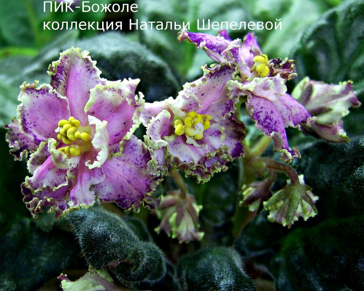 Продаю фиалки