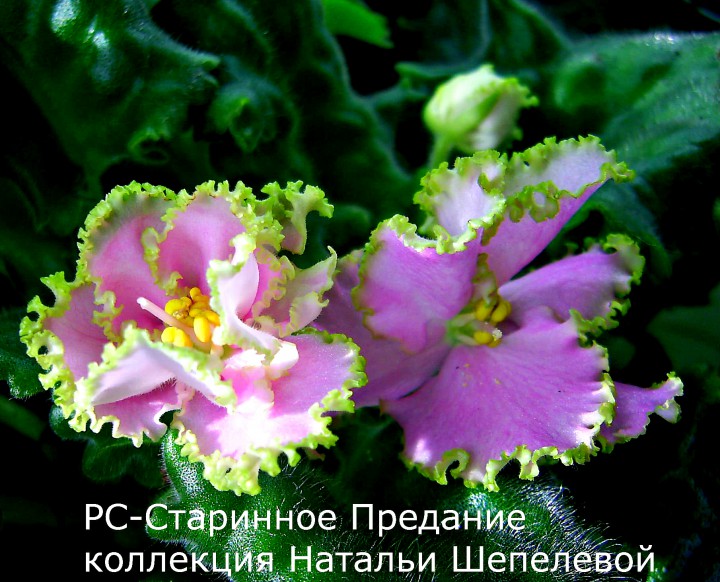 Продаю фиалки