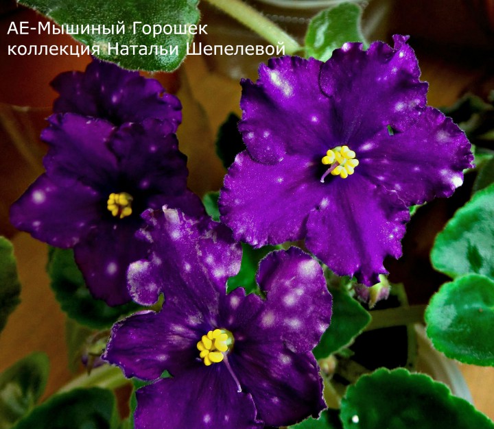 Продаю фиалки