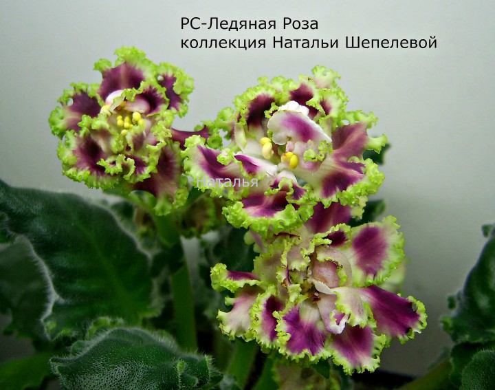 Продаю фиалки