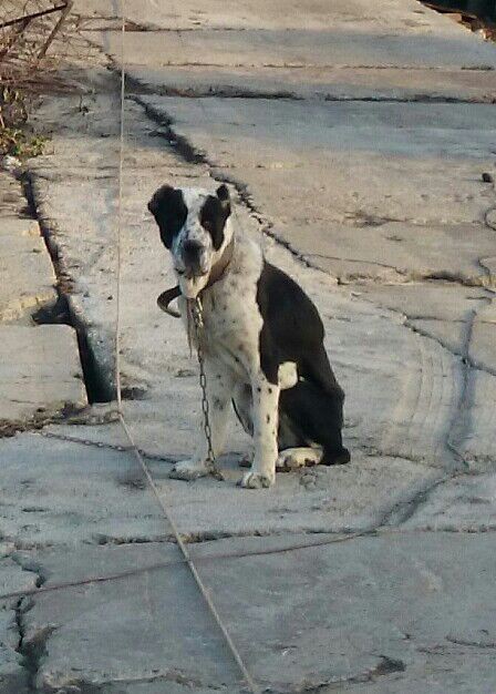 Пропала собака.