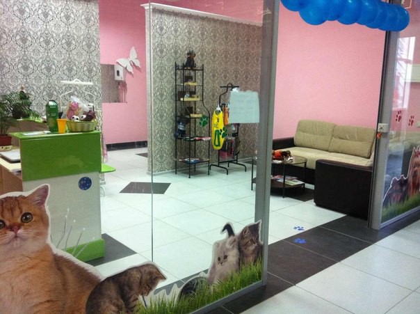 стрижка собак и кошек в сочи