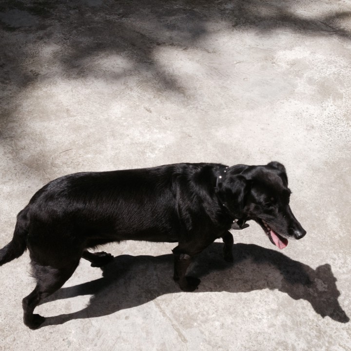 Потерялась собака.