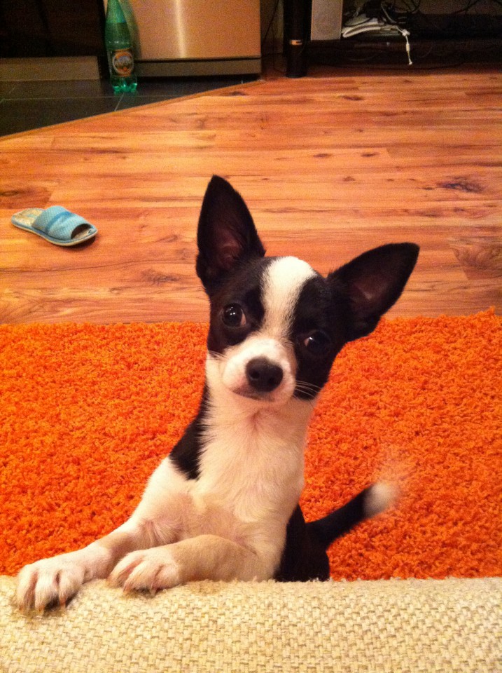 Пропала собака