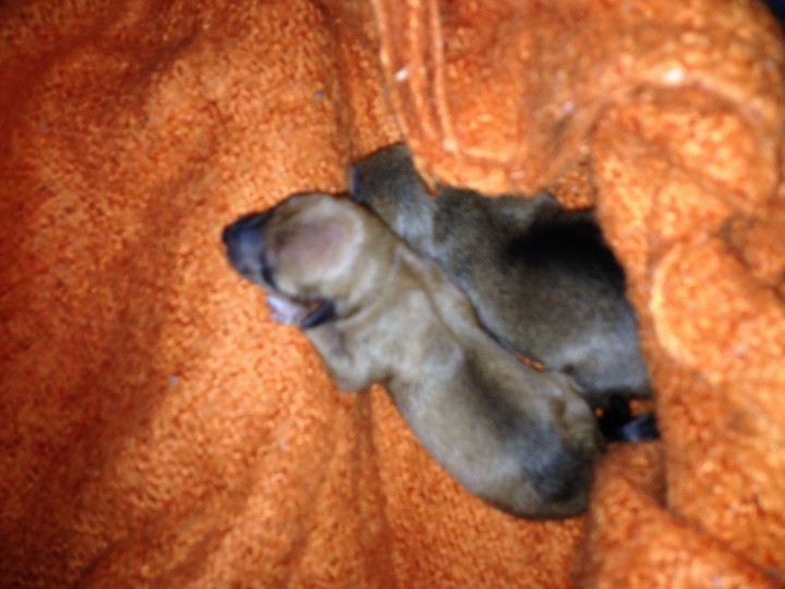 Русские Той-терьеры