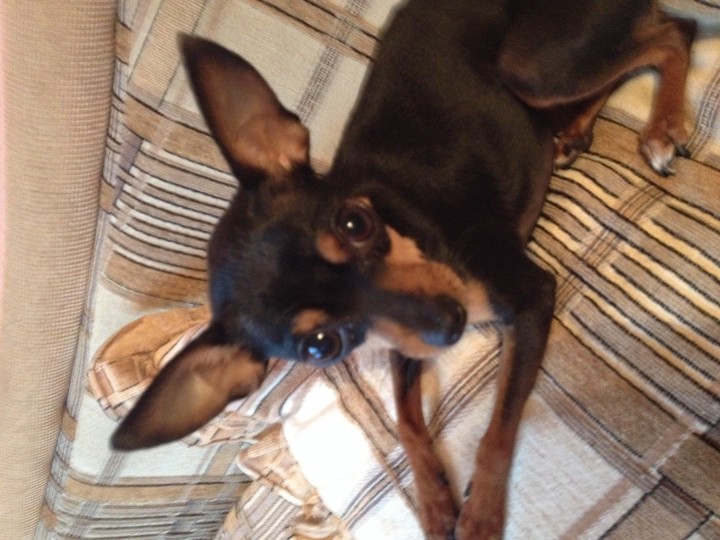 Русские Той-терьеры