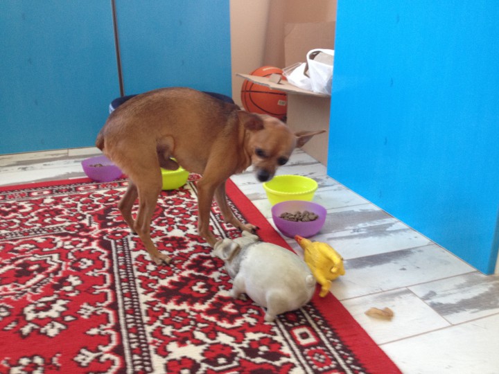 Русские Той-терьеры