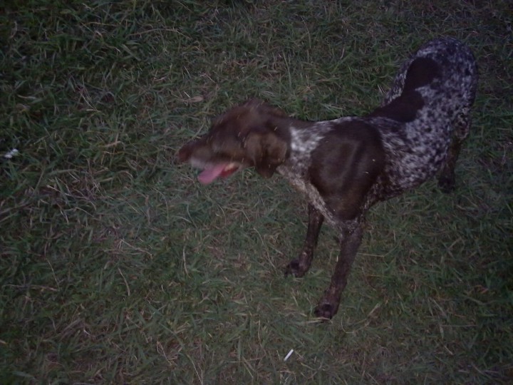 пропала собака