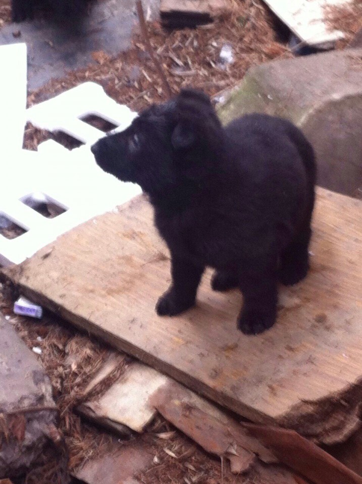 Щенки ищут дом!