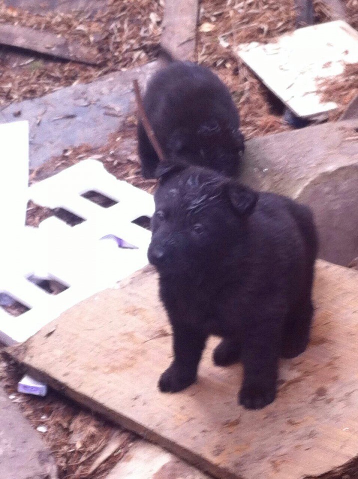 Щенки ищут дом!