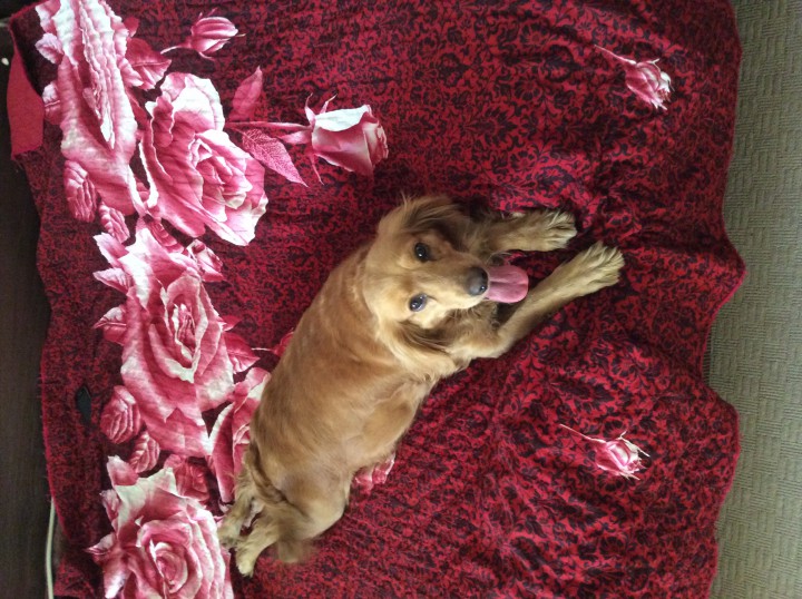 отдам спаниеля в добрые руки