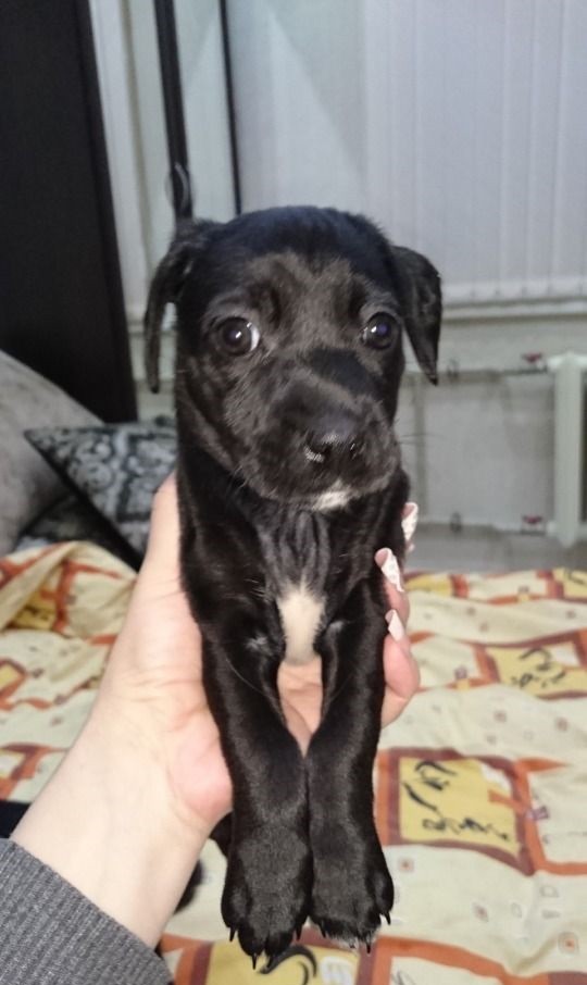 Красотка Мери в добрые руки