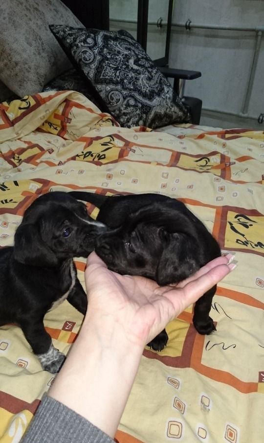 Красотка Мери в добрые руки