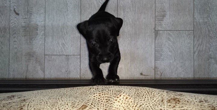 Красотка Мери в добрые руки