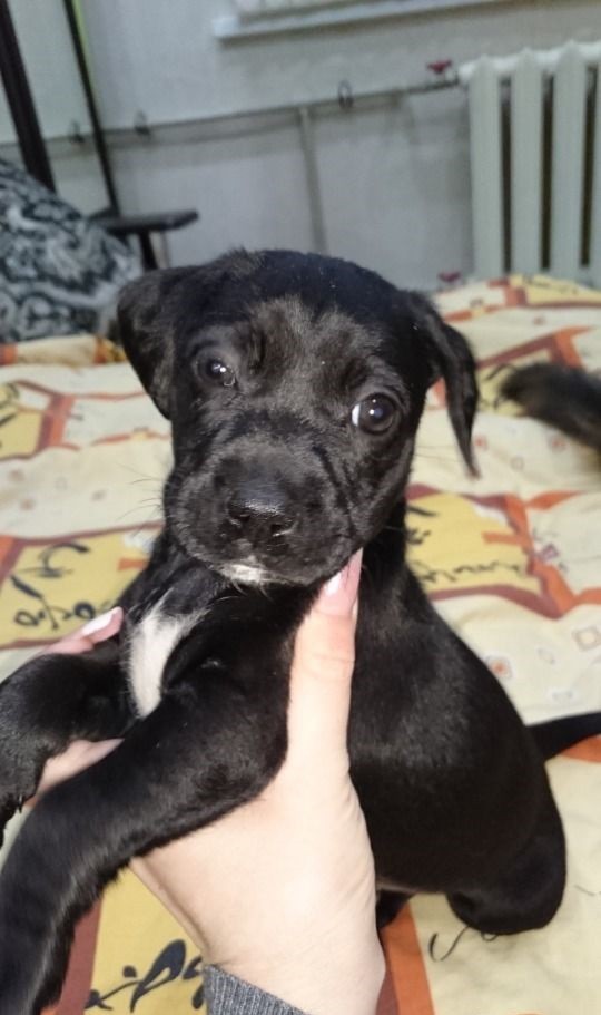 Красотка Мери в добрые руки