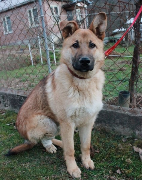 Рыжик ищет заботливых хозяев