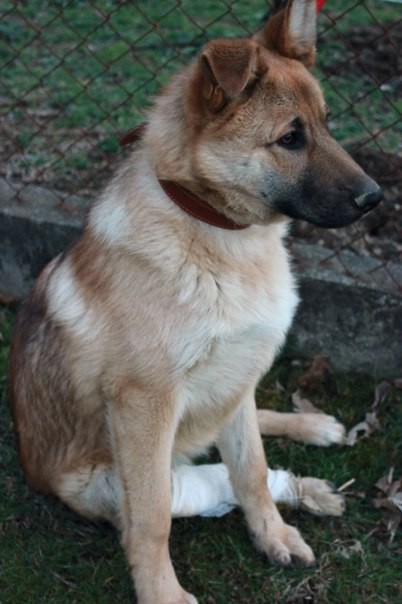 Рыжик ищет заботливых хозяев