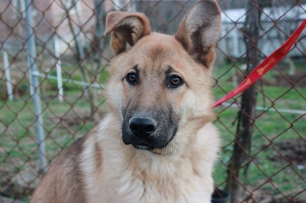 Рыжик ищет заботливых хозяев