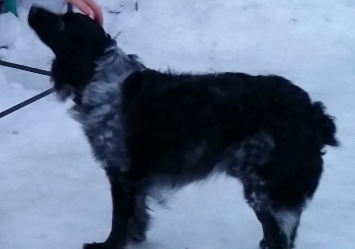 Потерялся ДРУГ!!!!!!!