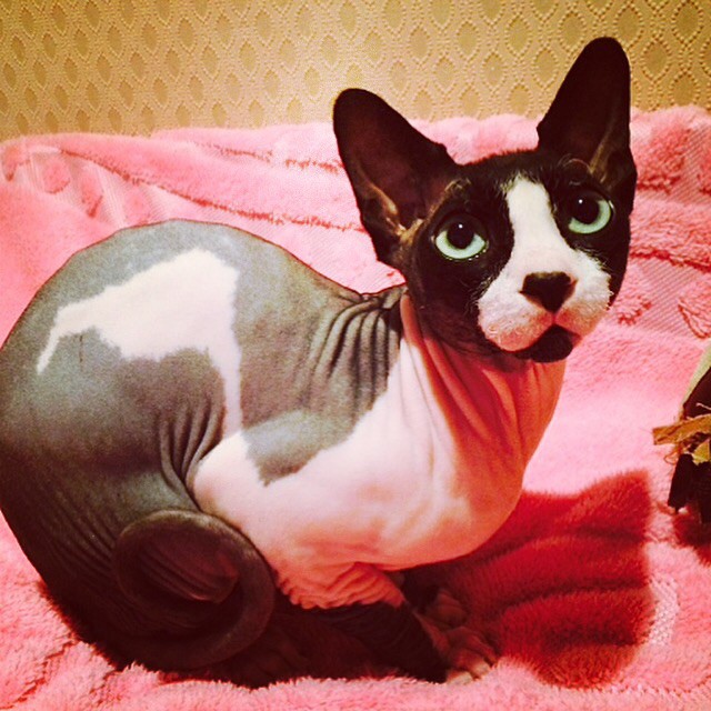 продам канадского сфинкса