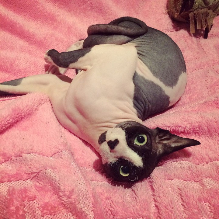 продам канадского сфинкса