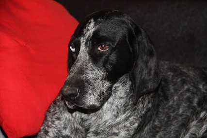 Найден курцхаар, сука, черно пегая, правый глаз - голубой. Хозяи