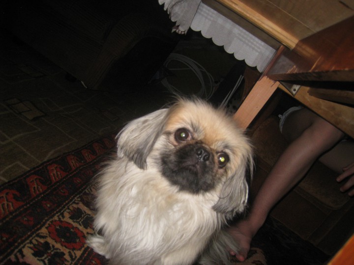 Пекинес ищет подругу.