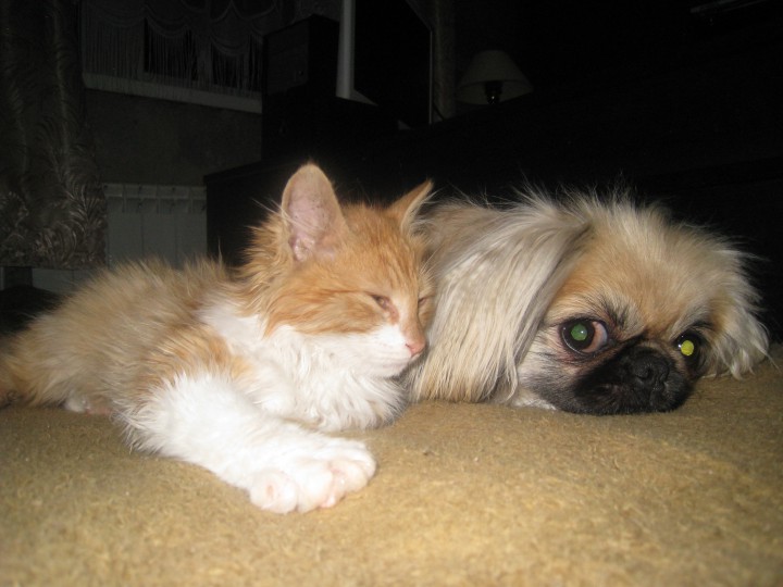 Пекинес ищет подругу.