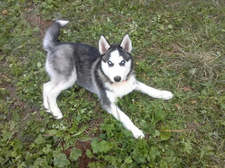 Пропал лучший друг породы Сибирская Хаски!
