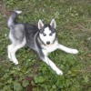 Пропал лучший друг породы Сибирская Хаски!