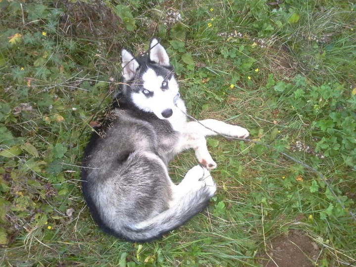 Пропал лучший друг породы Сибирская Хаски!