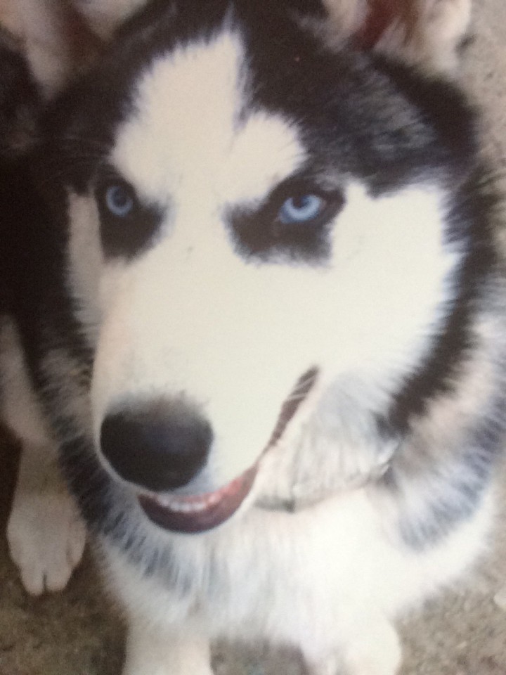 Пропал лучший друг породы Сибирская Хаски!