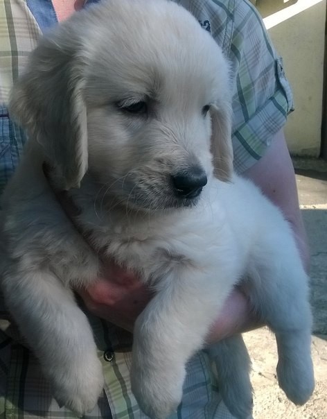 Щенята золотистого ретривера !