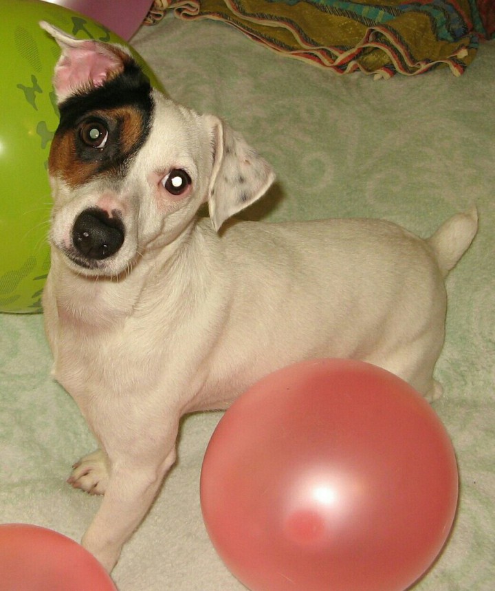 Пропала собака. Джек рассел терьер