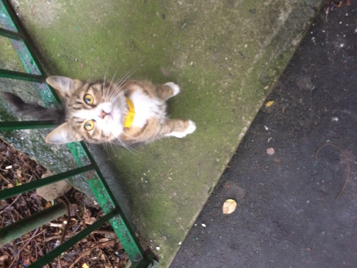 Кошка в желтом ошейнике