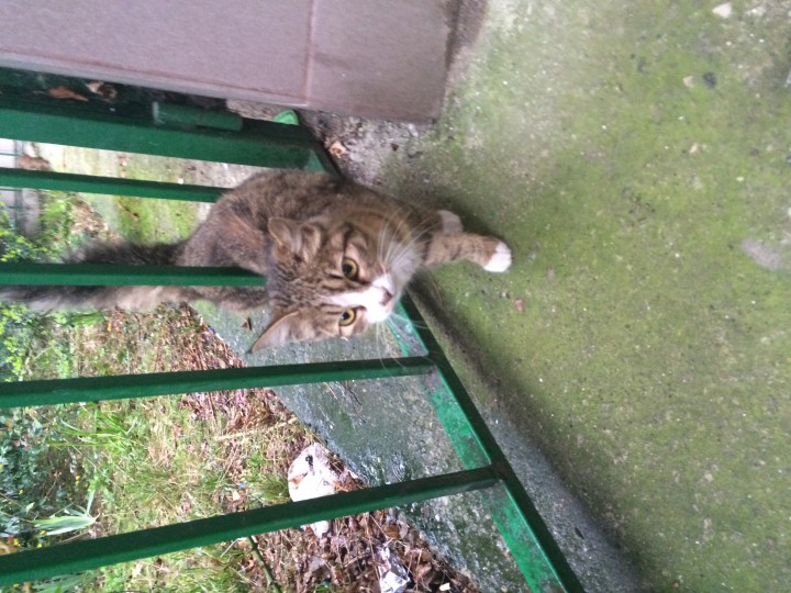 Кошка в желтом ошейнике