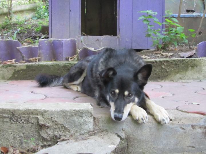 ПРОПАЛА СОБАКА