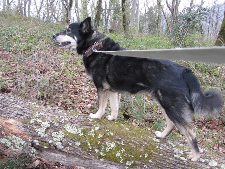 ПРОПАЛА СОБАКА