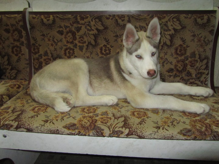 пропала собака