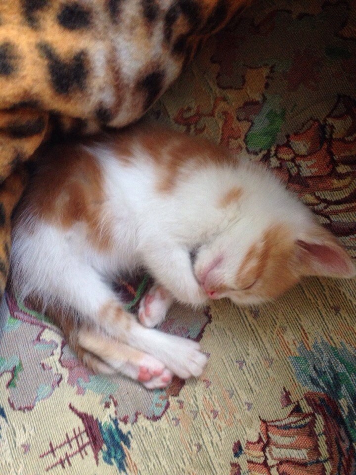 КОТЯТЯТКИ ДАРОМ!!!!