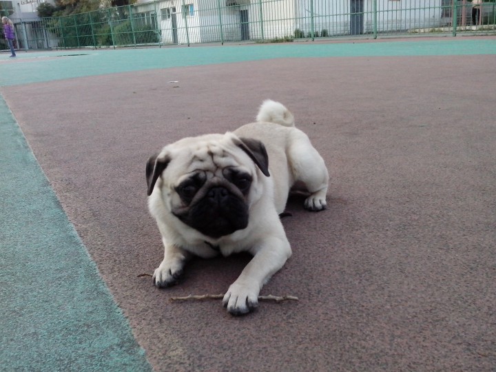 Пропал Мопс!!!!89181689896