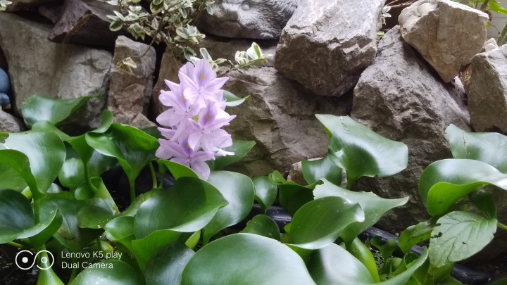 Водный гиацинт 