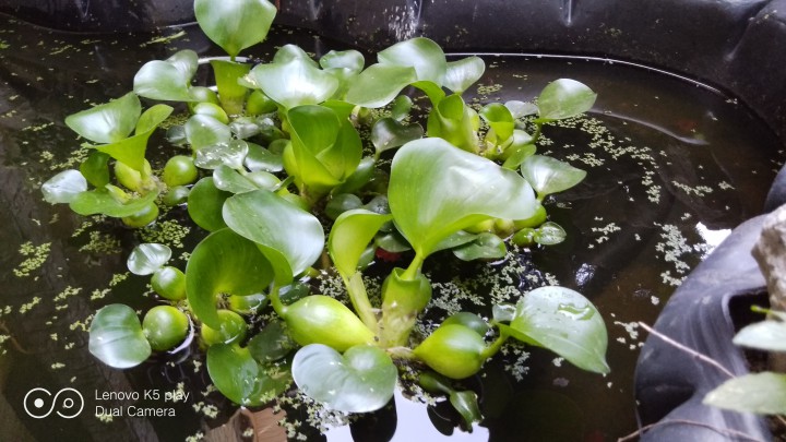 Водный гиацинт 