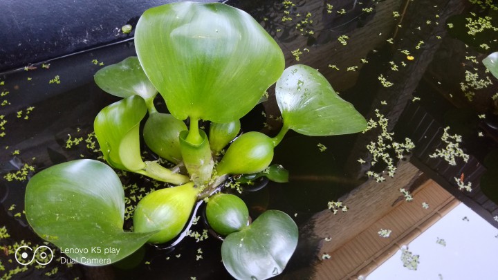 Водный гиацинт 