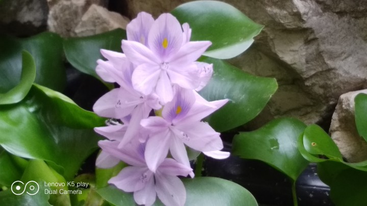 Водный гиацинт 