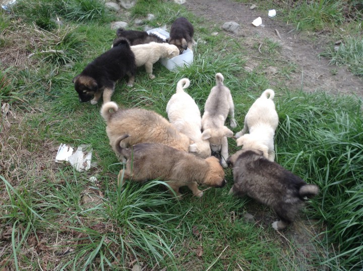 Милые щенята