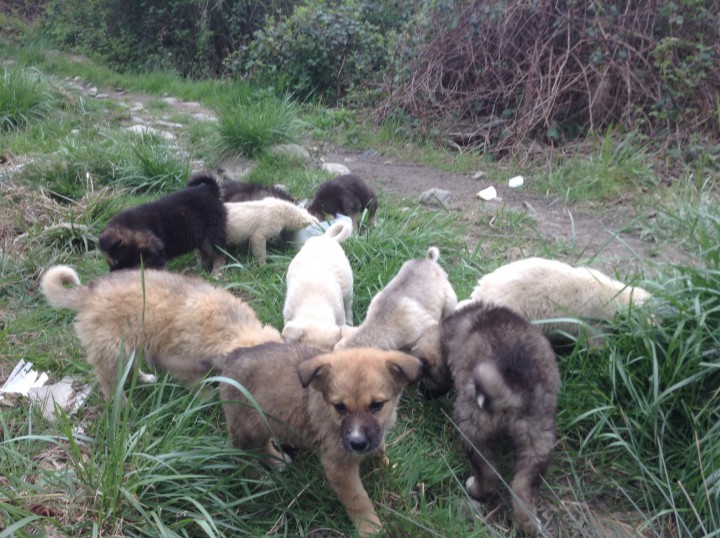 Милые щенята
