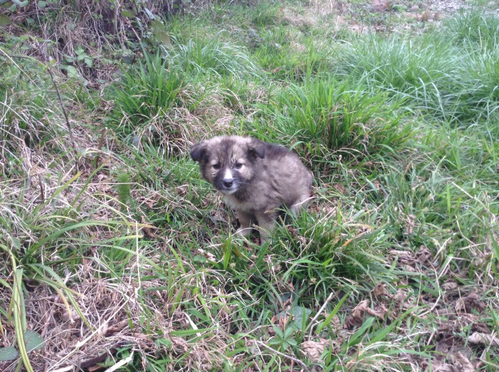 Милые щенята