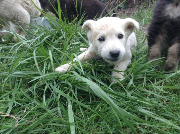 Милые щенята